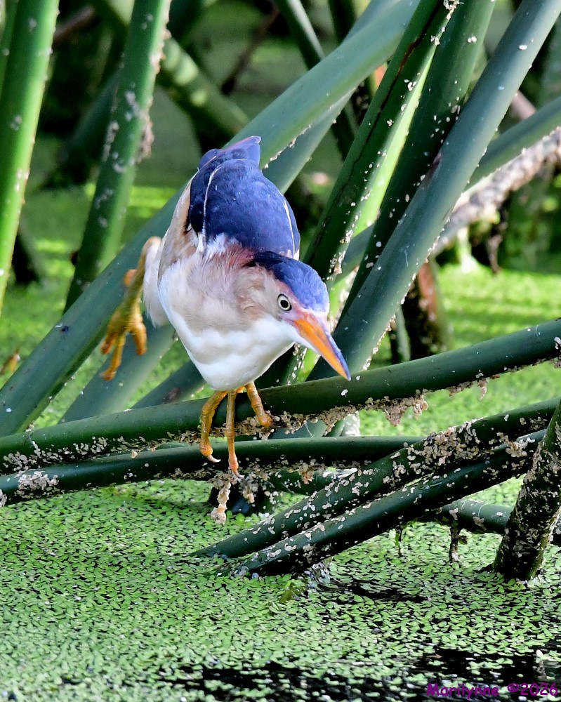 DSC_7092_001.JPG