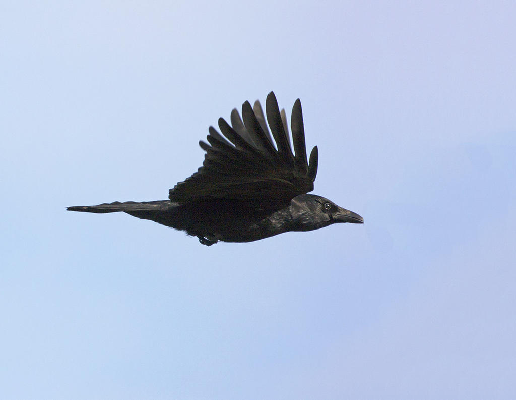 DSC_7094.jpg