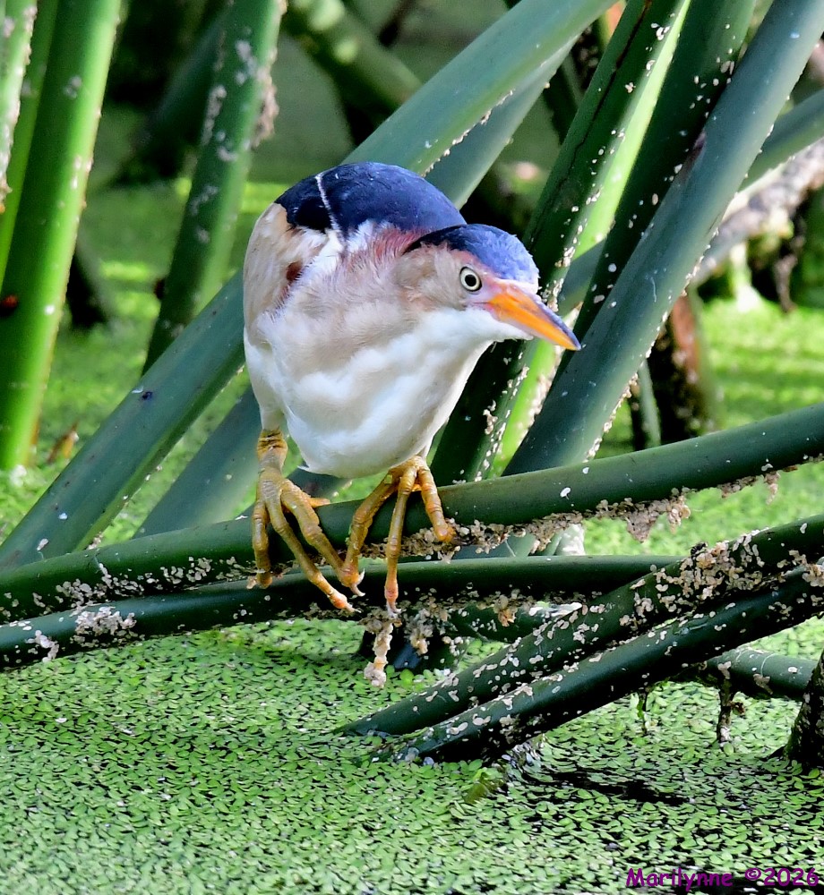 DSC_7094_001.JPG