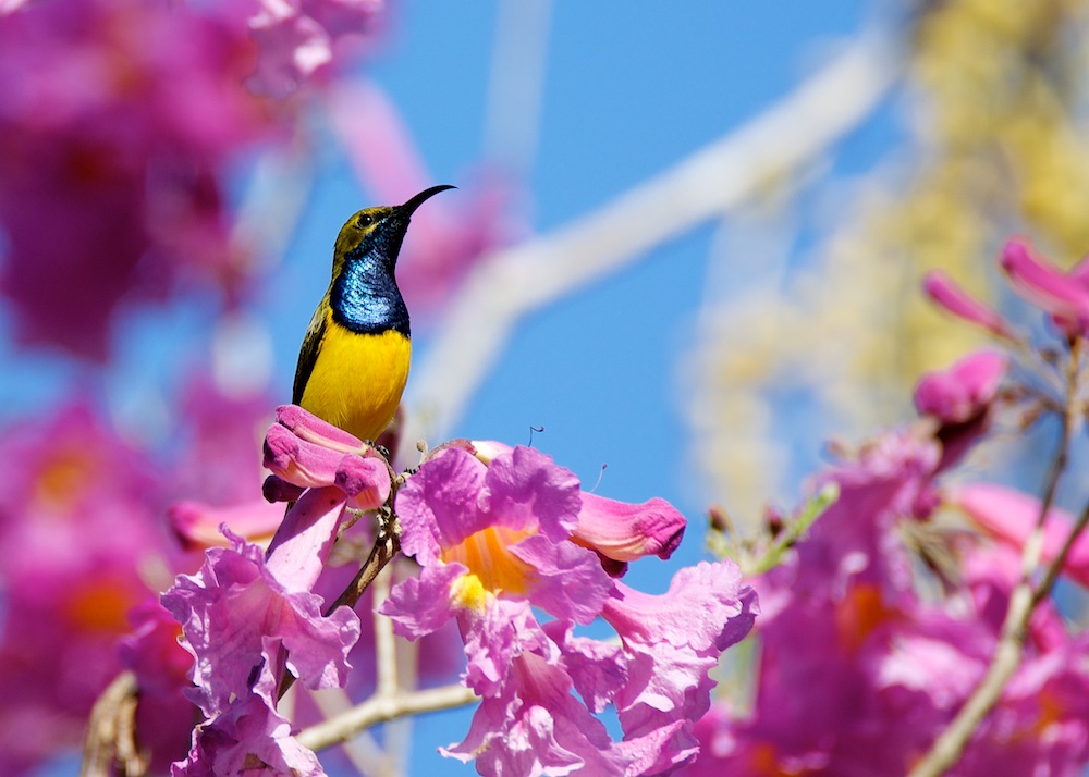 DSC_7096.jpg