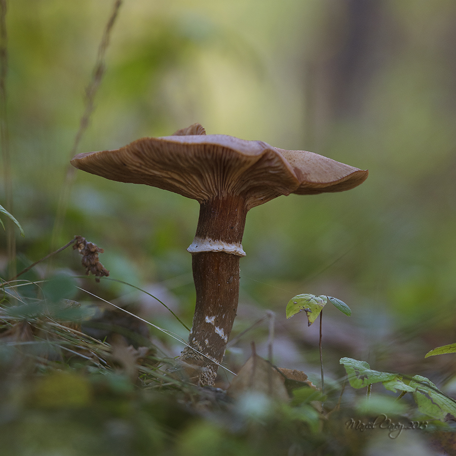 DSC_7097.jpg