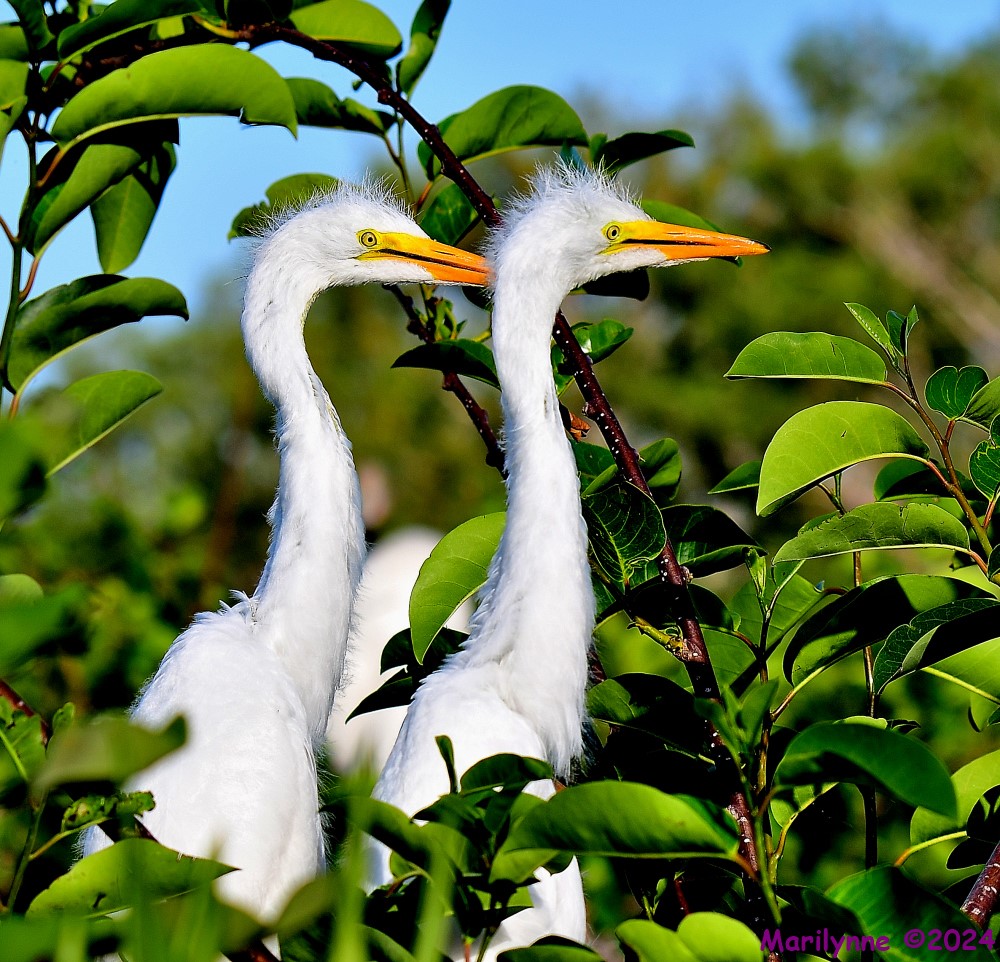 DSC_7097_001.JPG
