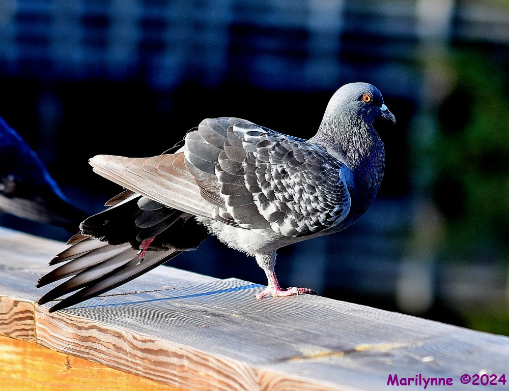 DSC_7097_001.JPG
