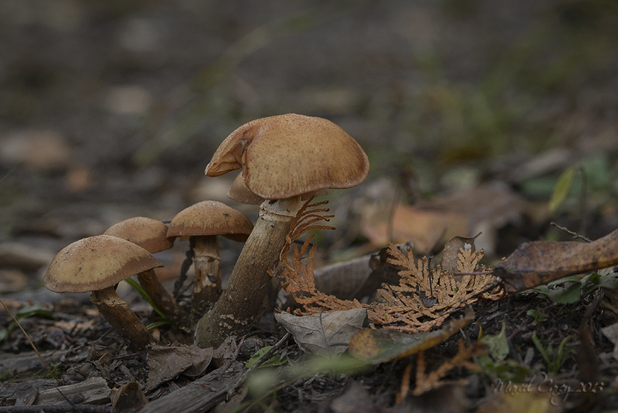 DSC_7099.jpg