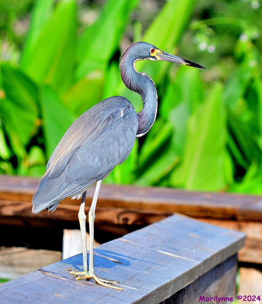 DSC_7100_001.JPG