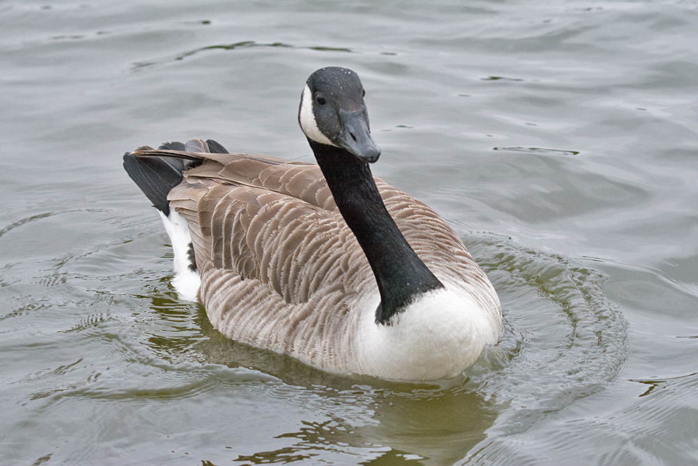 DSC_7102.jpg