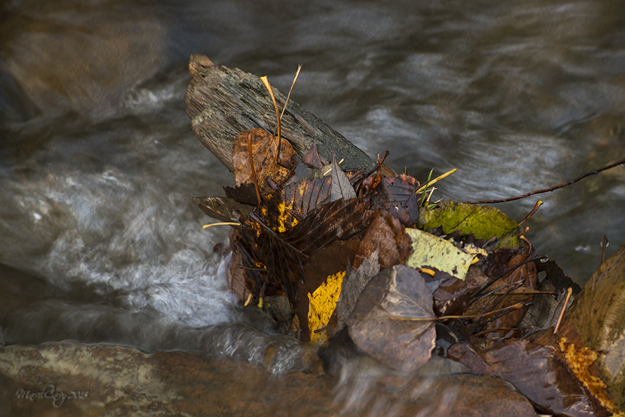 DSC_7105.jpg