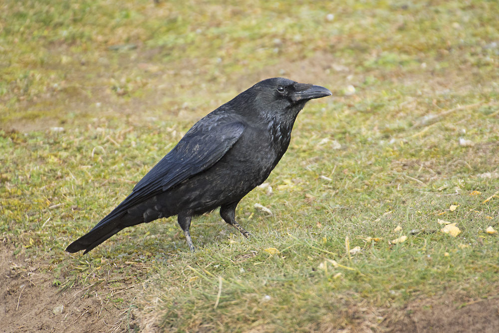 DSC_7106.jpg