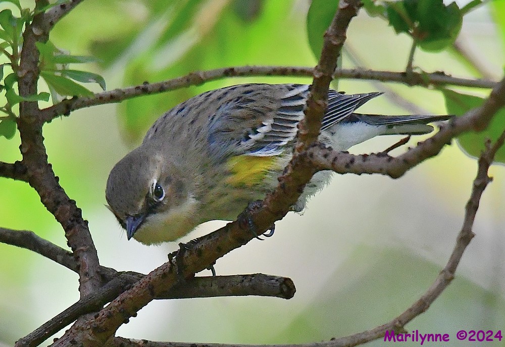 DSC_7107_001.JPG