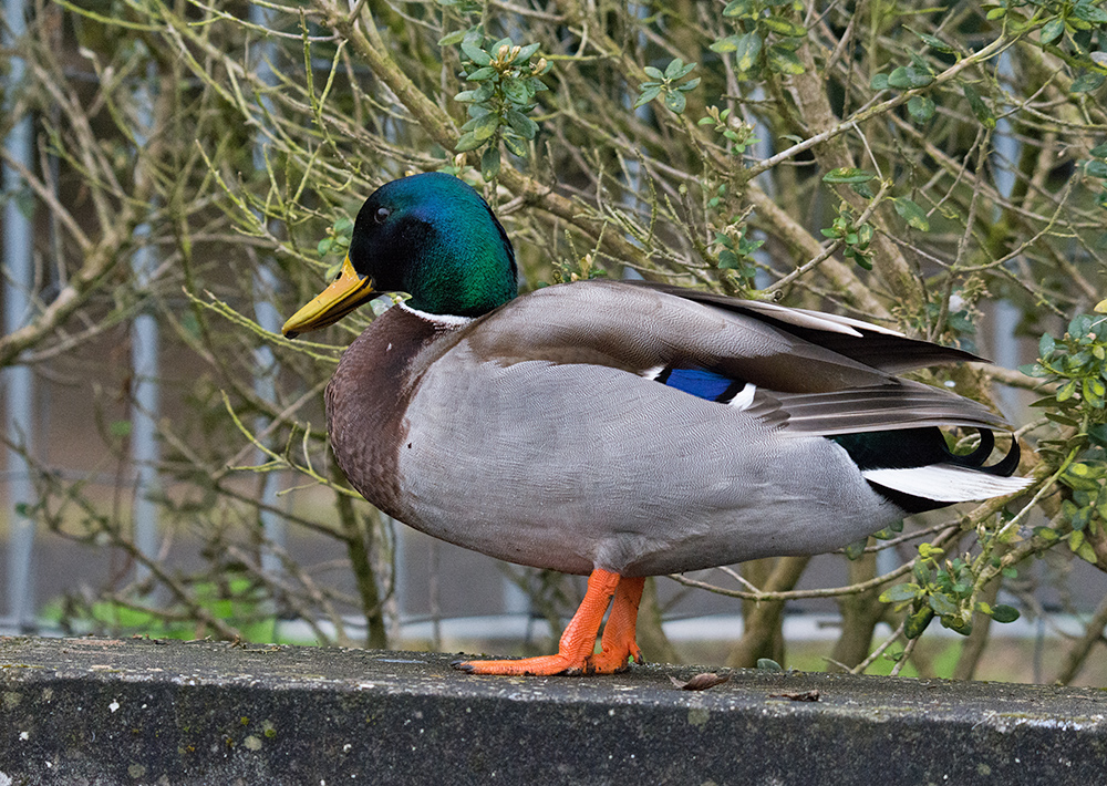 DSC_7108.jpg