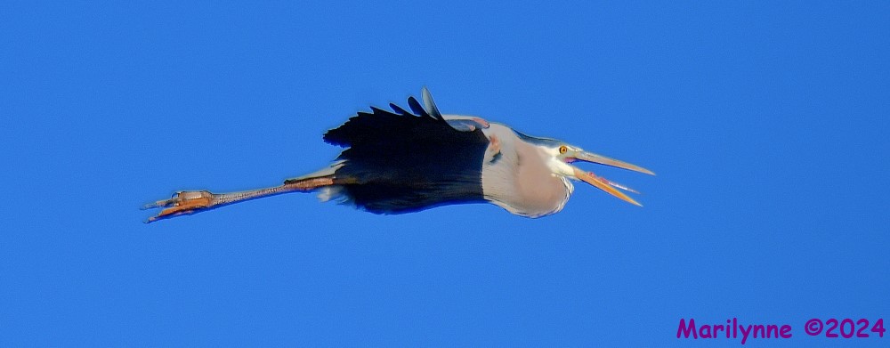 DSC_7108_001.JPG