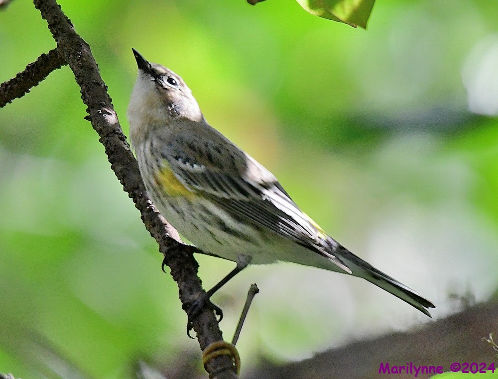 DSC_7109_001.JPG