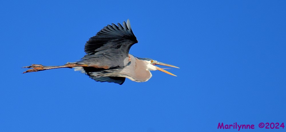 DSC_7110_001.JPG