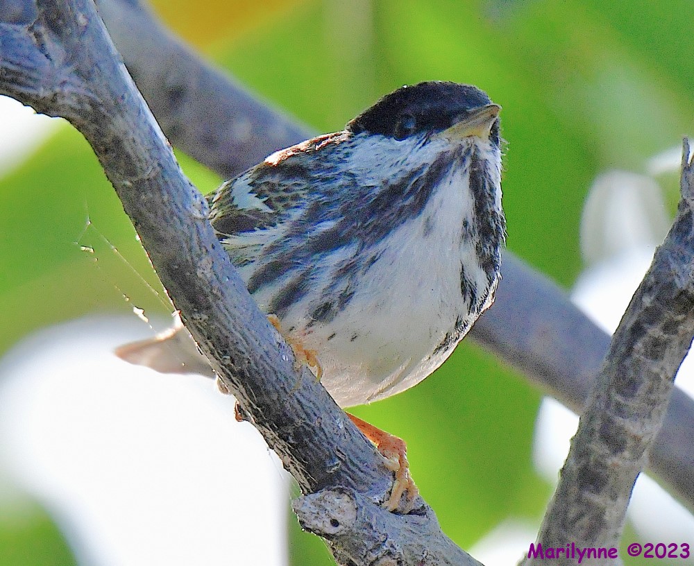 DSC_7111_001.JPG