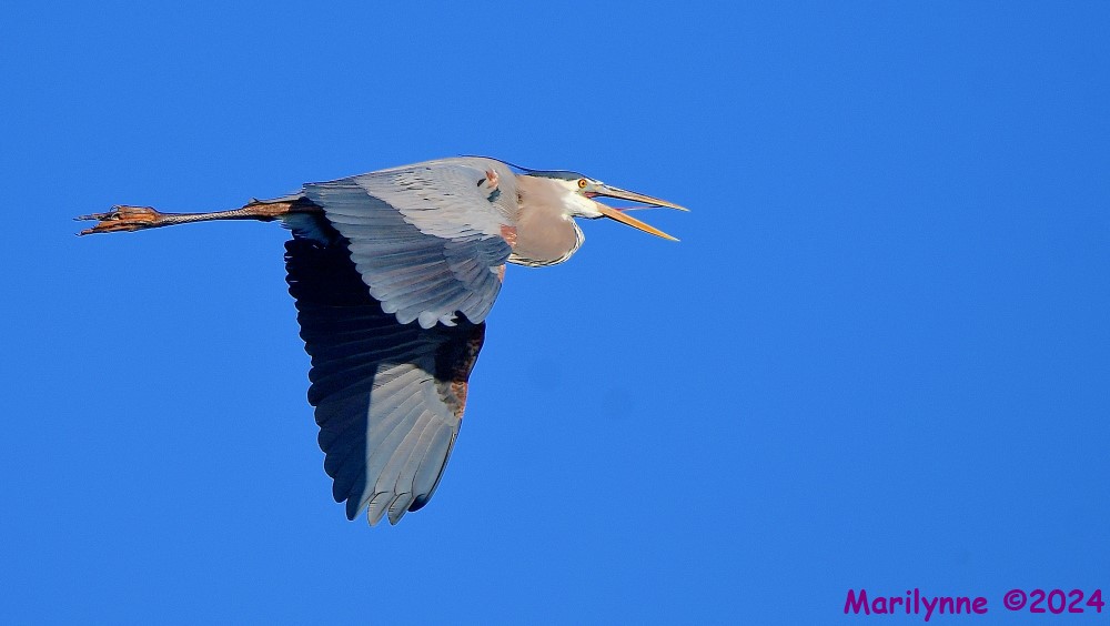 DSC_7111_001.JPG