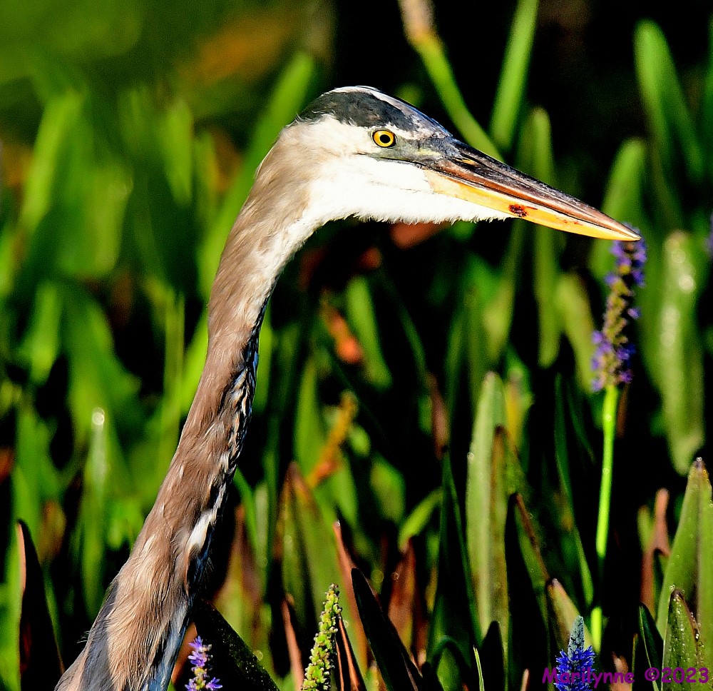 DSC_7112_001.JPG