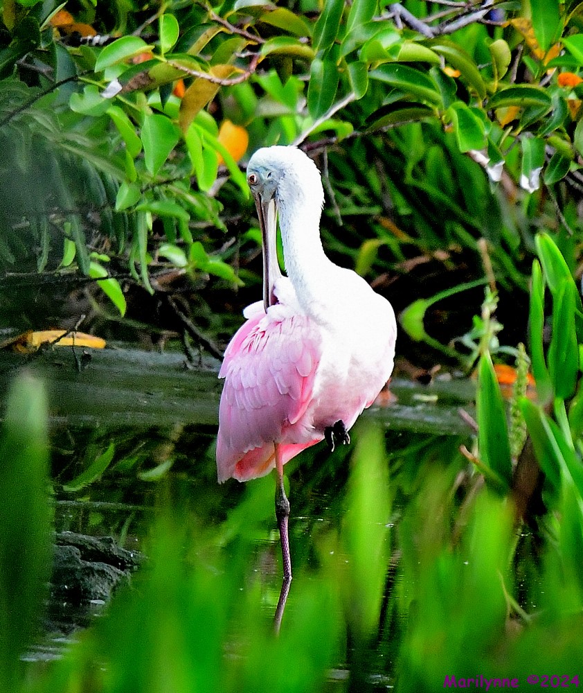 DSC_7113_001.JPG