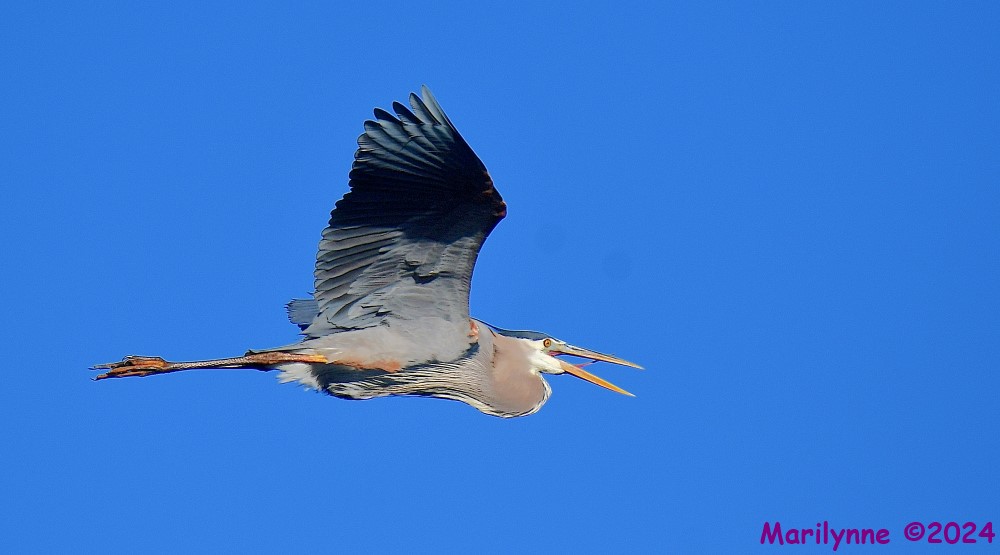 DSC_7113_001.JPG