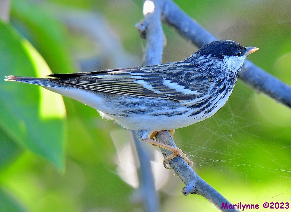 DSC_7114_001.JPG