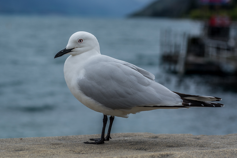DSC_7116.jpg