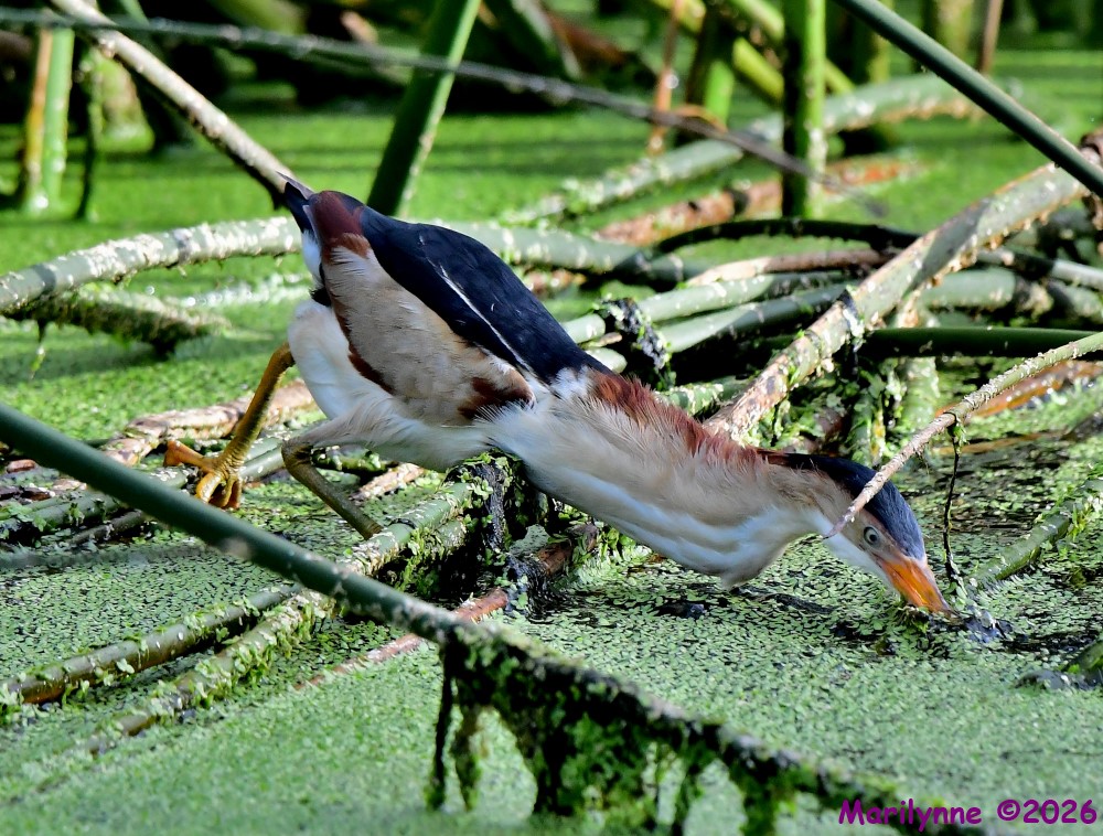 DSC_7117_001.JPG