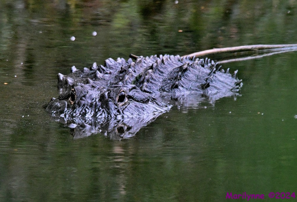 DSC_7118_001.JPG