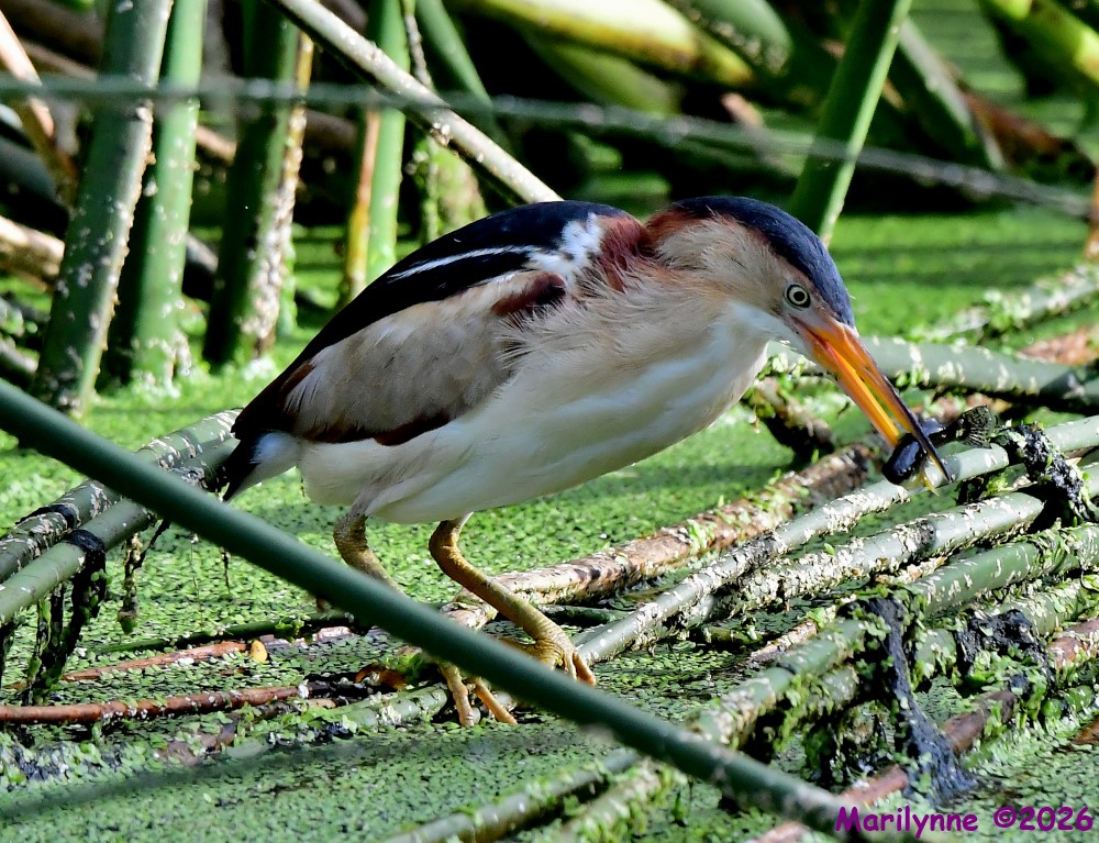 DSC_7118_001.JPG