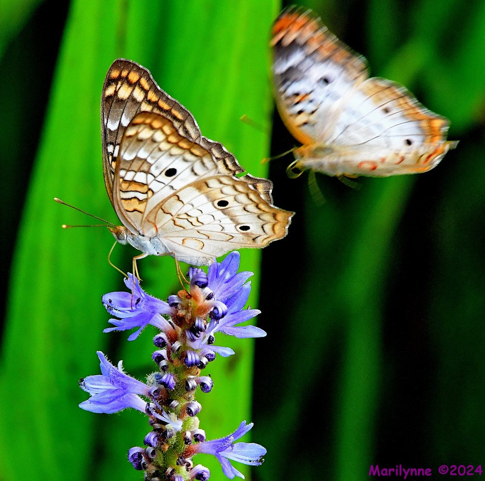DSC_7120_001.JPG