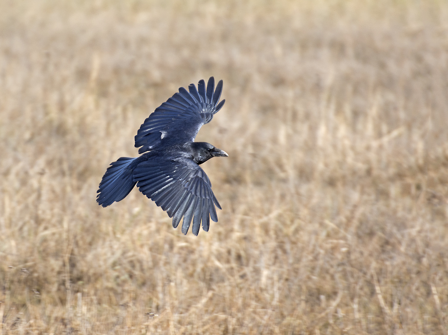 DSC_7121.jpg