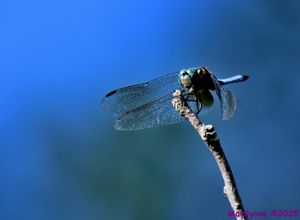 DSC_7122_001.JPG