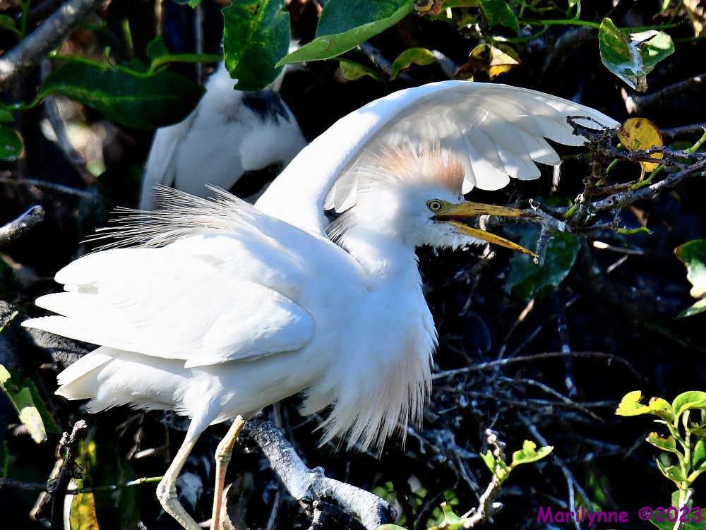 DSC_7123_001.JPG