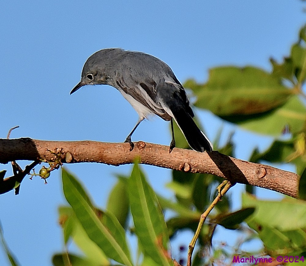 DSC_7123_001.JPG