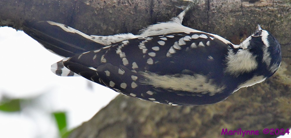 DSC_7124_001.JPG
