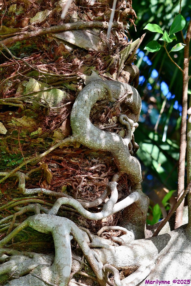 DSC_7124_001.JPG