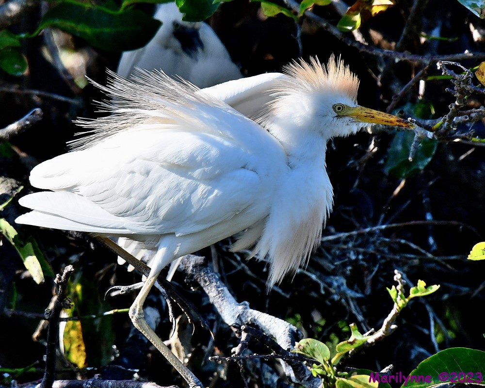 DSC_7126_001.JPG