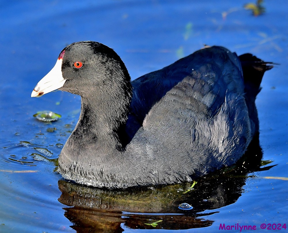 DSC_7127_001.JPG