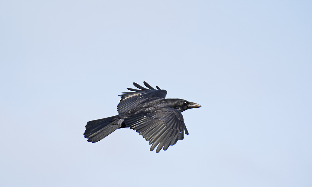DSC_7128.jpg