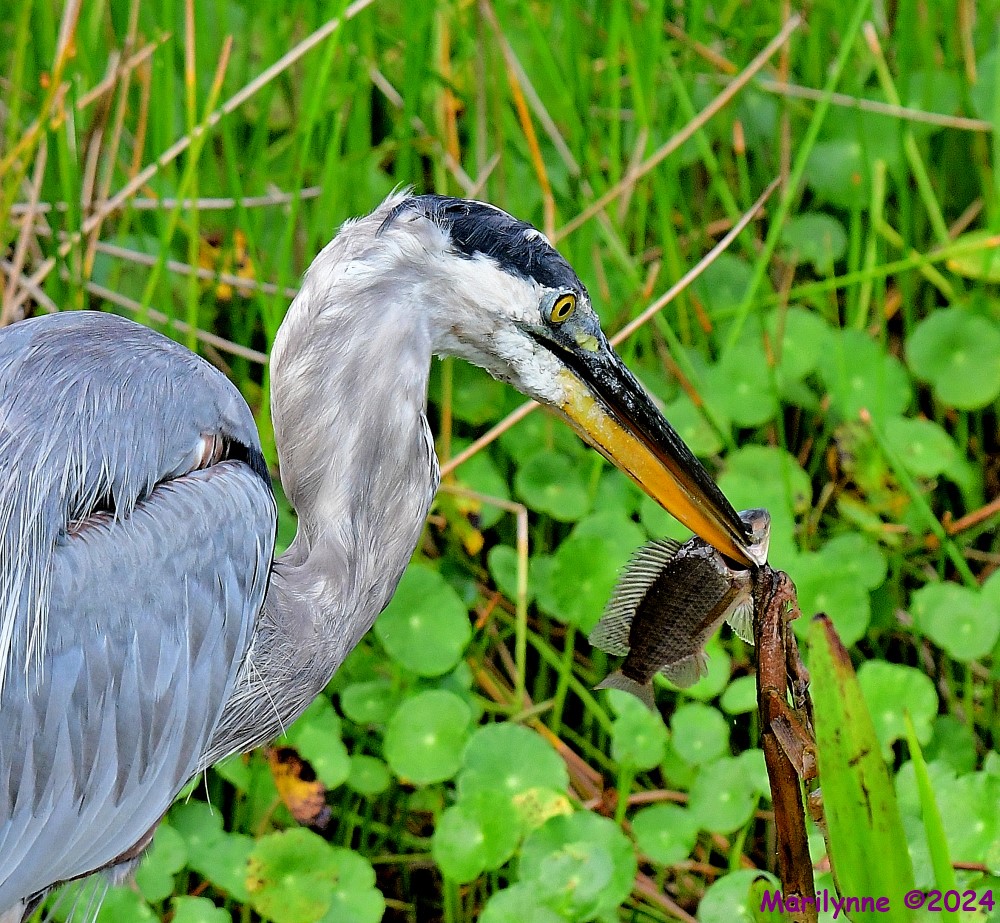 DSC_7128_001.JPG