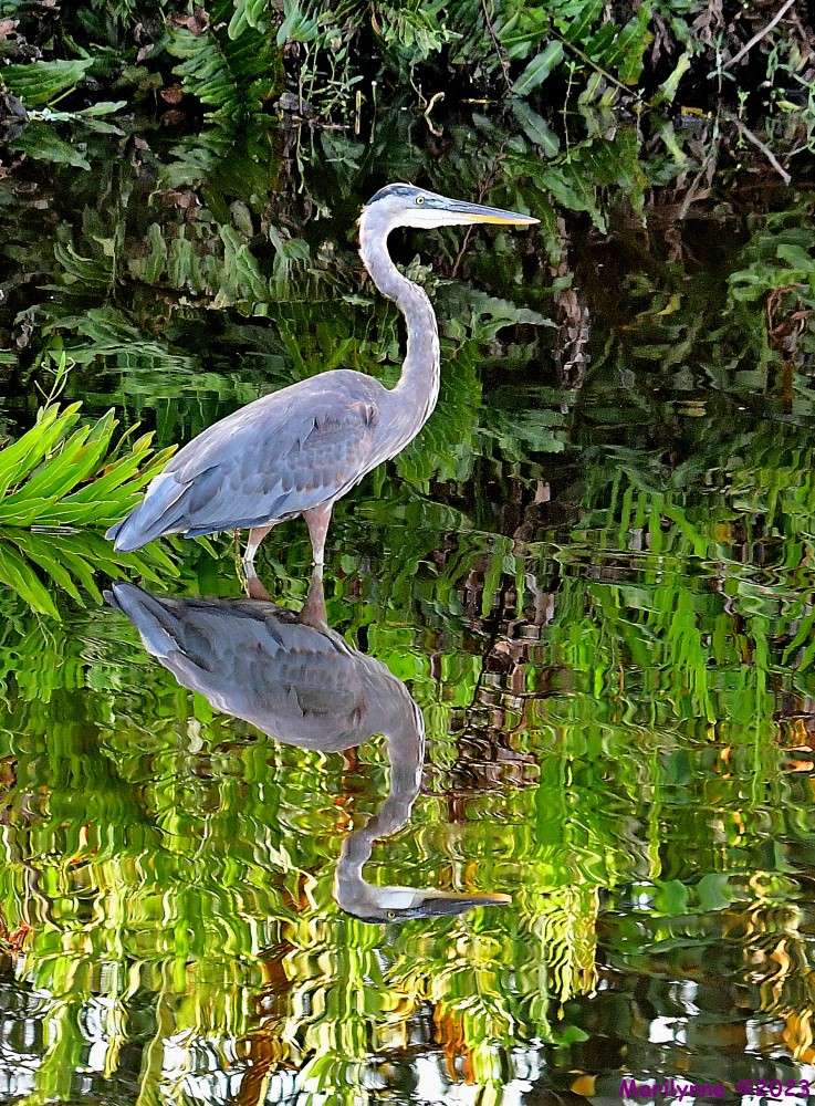 DSC_7129_001.JPG