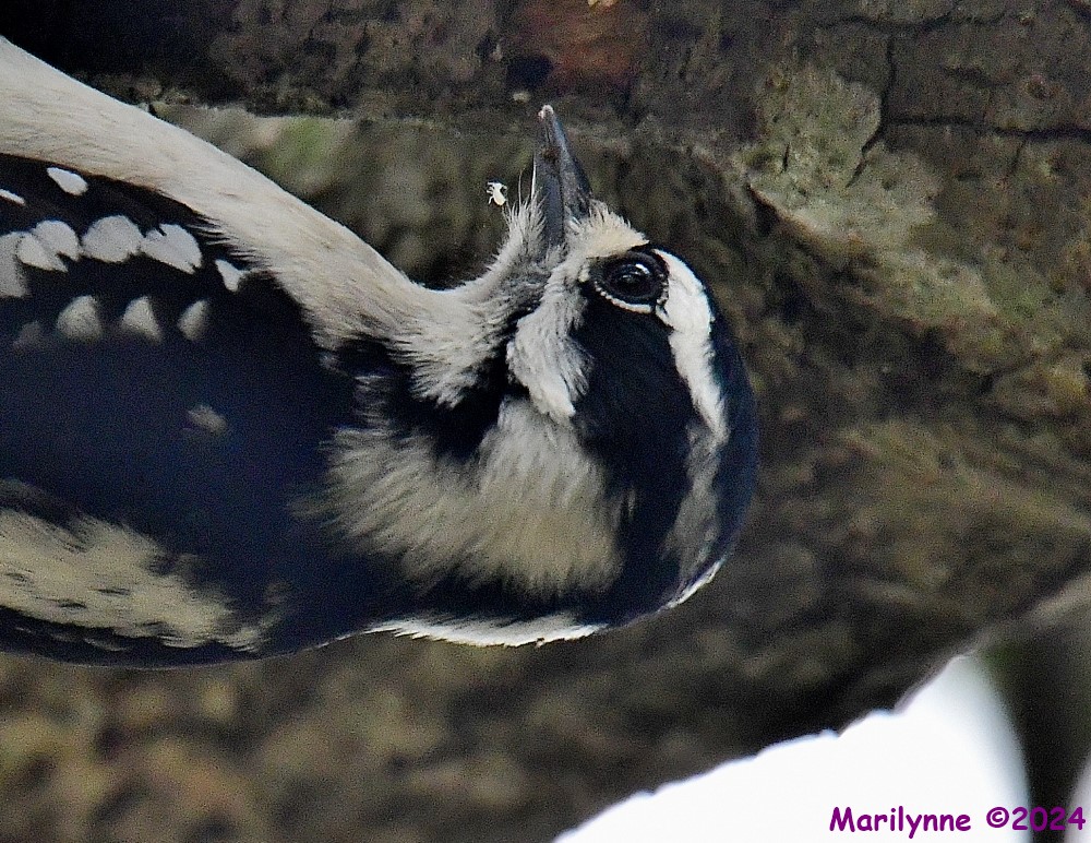 DSC_7129_001.JPG