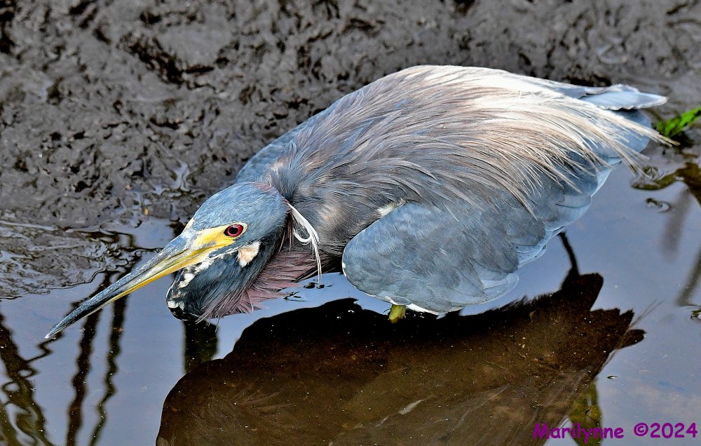 DSC_7130_001.JPG