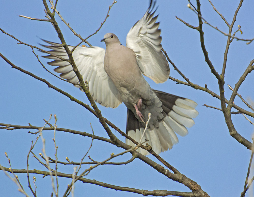 DSC_7131.jpg