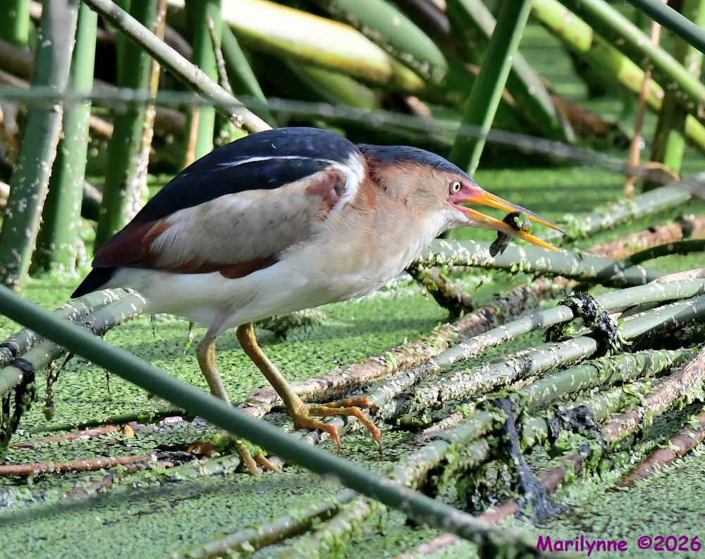 DSC_7131_001.JPG