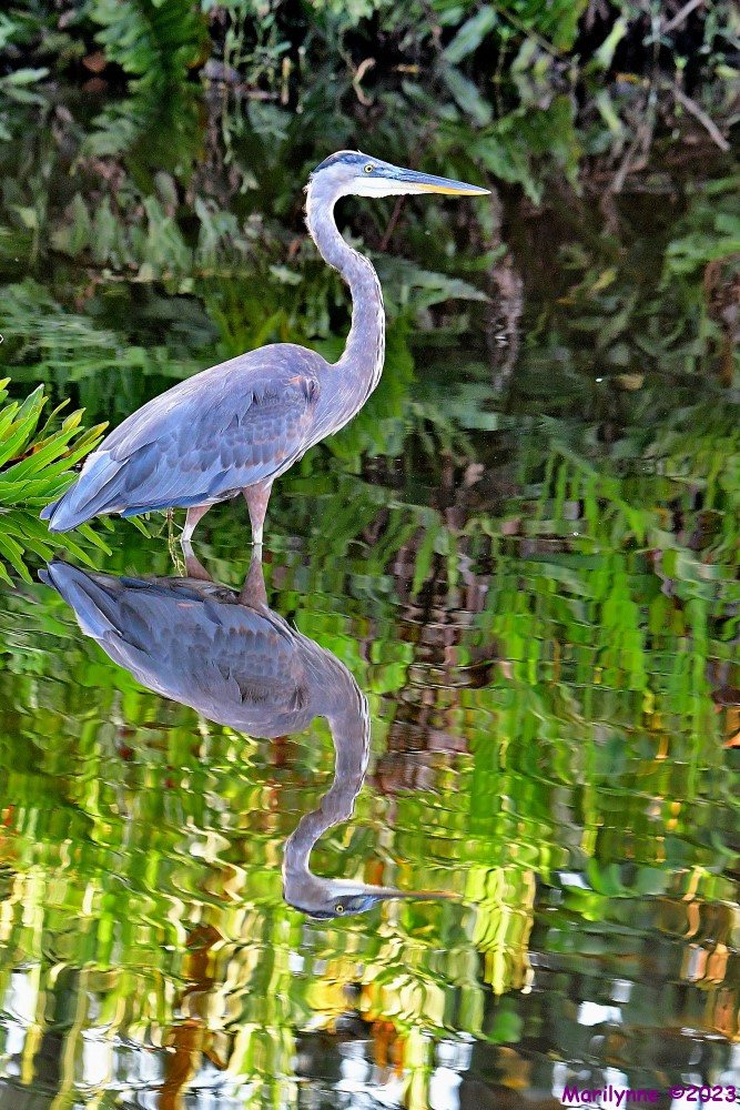 DSC_7132_001.JPG