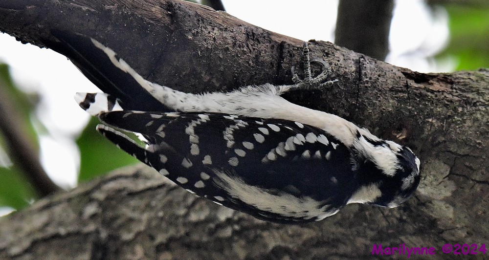 DSC_7132_001.JPG