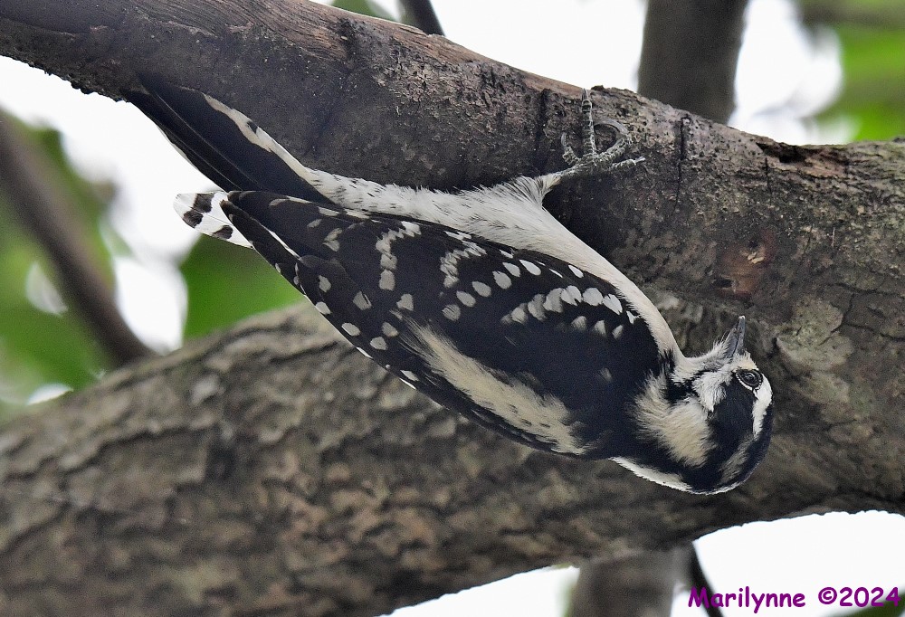 DSC_7133_001.JPG