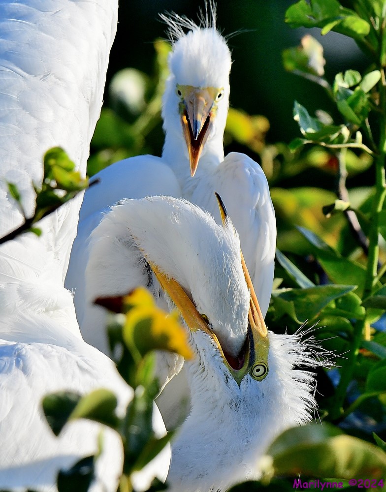 DSC_7133_001.JPG