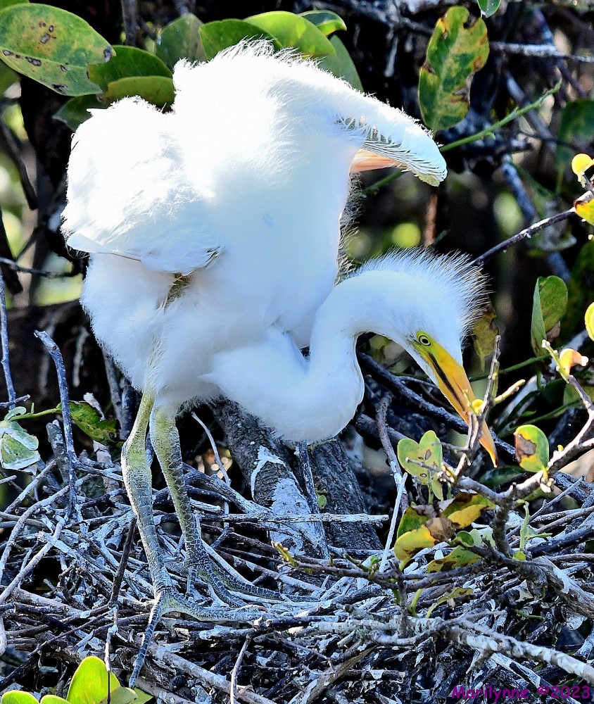 DSC_7135_001.JPG