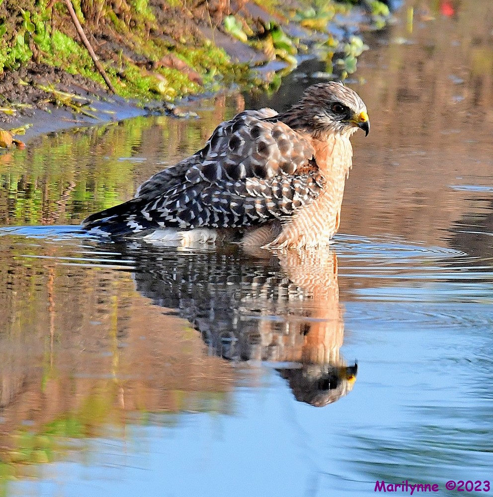 DSC_7137_001.JPG
