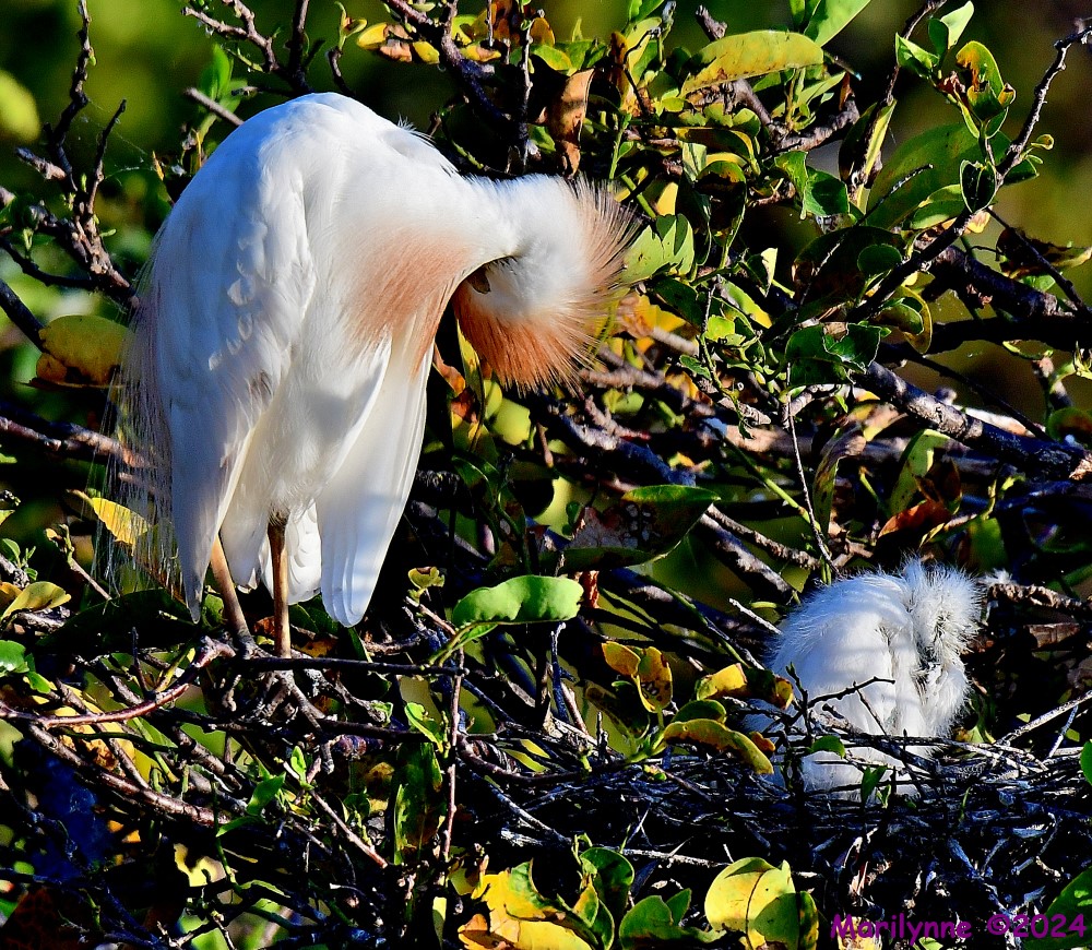 DSC_7138_001.JPG